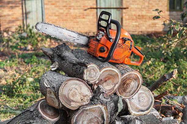 Professional Tree Service in Iola, KS